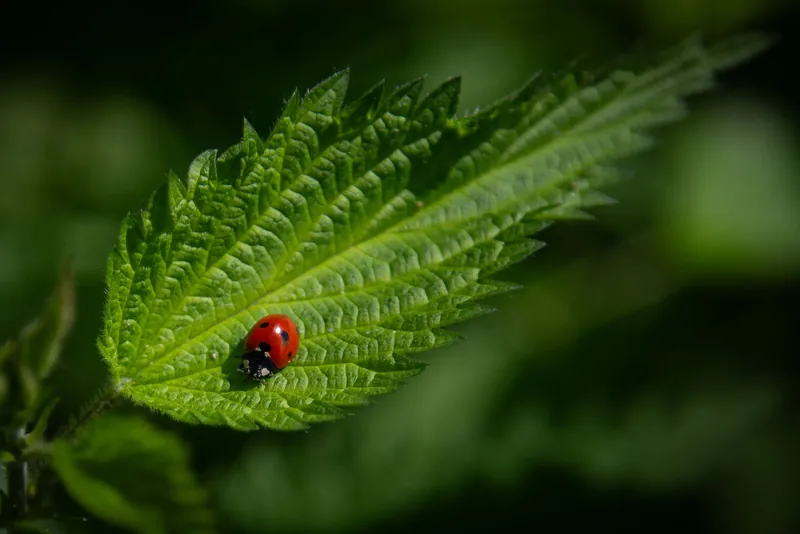 In a Sea of Green